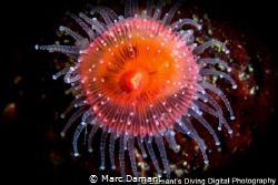 Strawberries all a glow! The Strawberry Anemone was in a ... by Marc Damant 